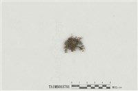 藏品(大葉走燈苔)的圖片